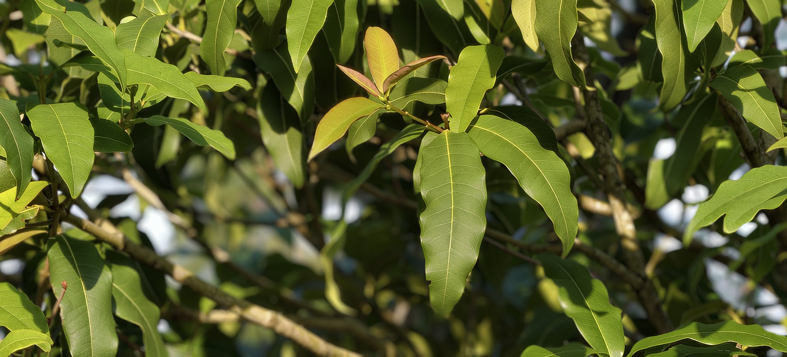 Osmanthus_yunnanensis