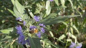 Caryopteris_divaricatus