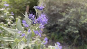 Caryopteris_divaricatus