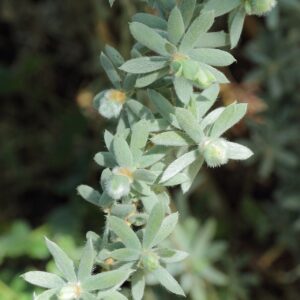 Leptospermum lanigerum