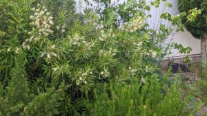 lomatia myricoides