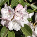 rhododendron_wiltonii