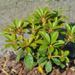 rhododendron_wiltonii