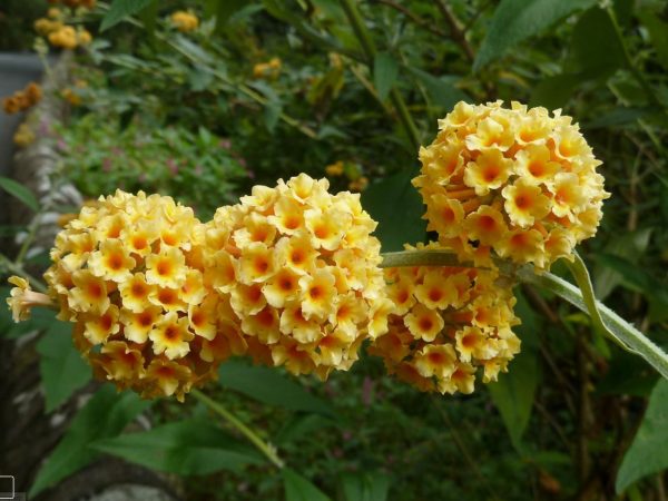 Buddleja weyeriana ‘Honeycomb’