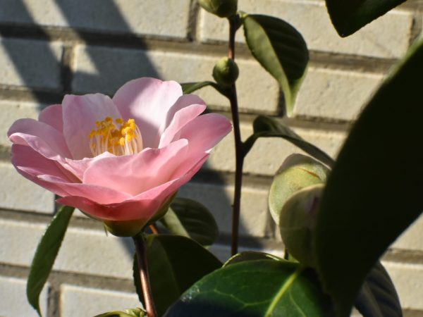 Camellia japonica ‘Berenice Body’