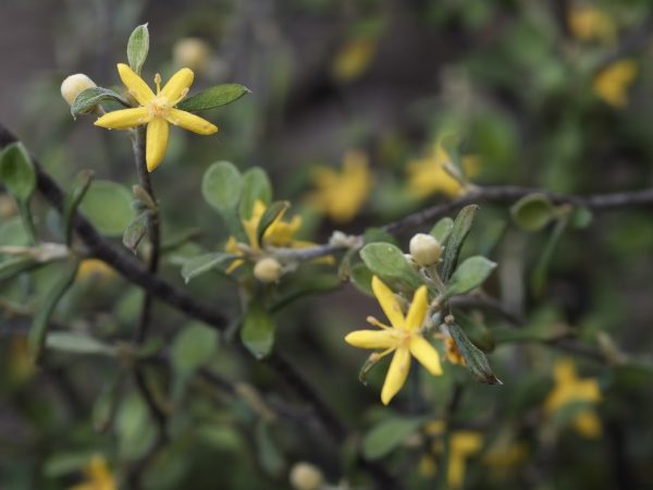 corokia