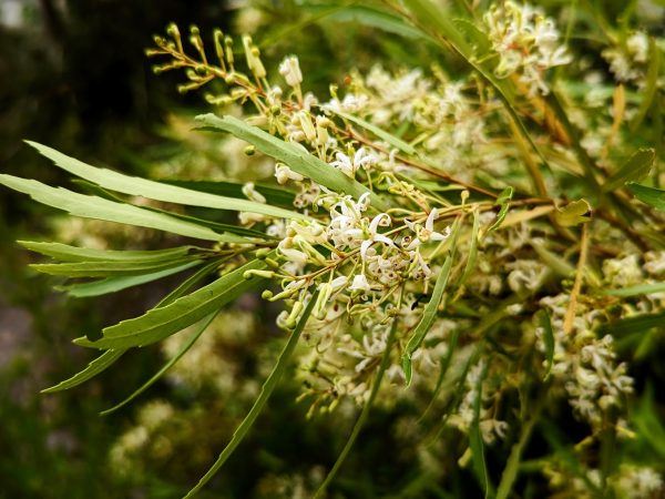 lomatia fraseri