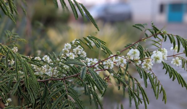 acacia angustissma var suffrutescens