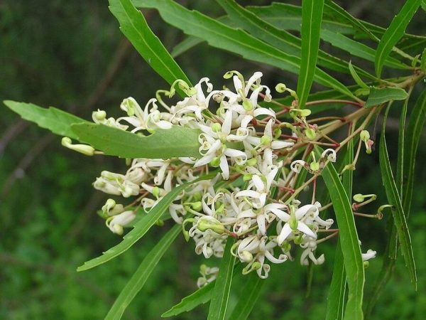 lomatia myricoides